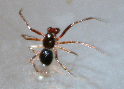 Ragnetto rosso e nero sul vetro